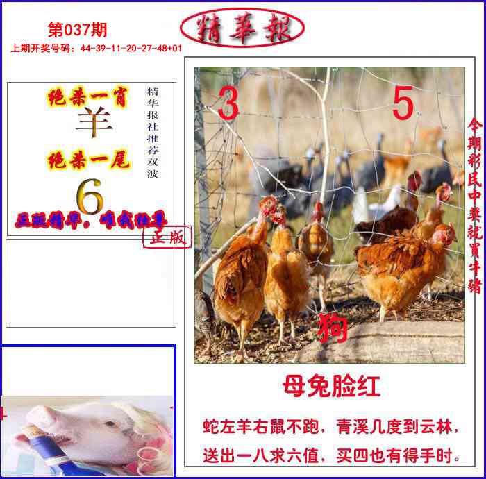 037期新精华报报[图]