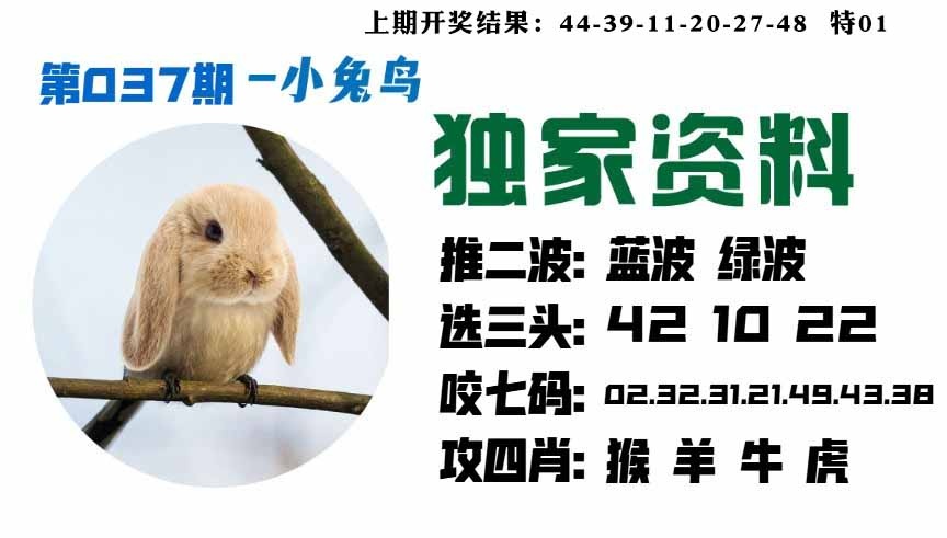 037期小兔鸟[图]